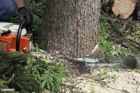 Best Tree Cabling and Bracing  in Atwater, CA