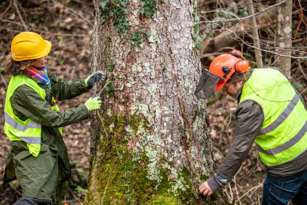 Best Tree Risk Assessment  in Atwater, CA