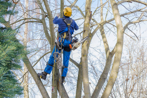 How Our Tree Care Process Works  in  Atwater, CA
