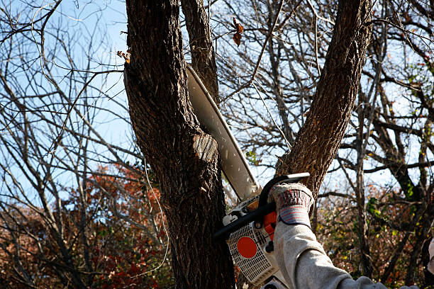 Trusted Atwater, CA Tree Care Experts